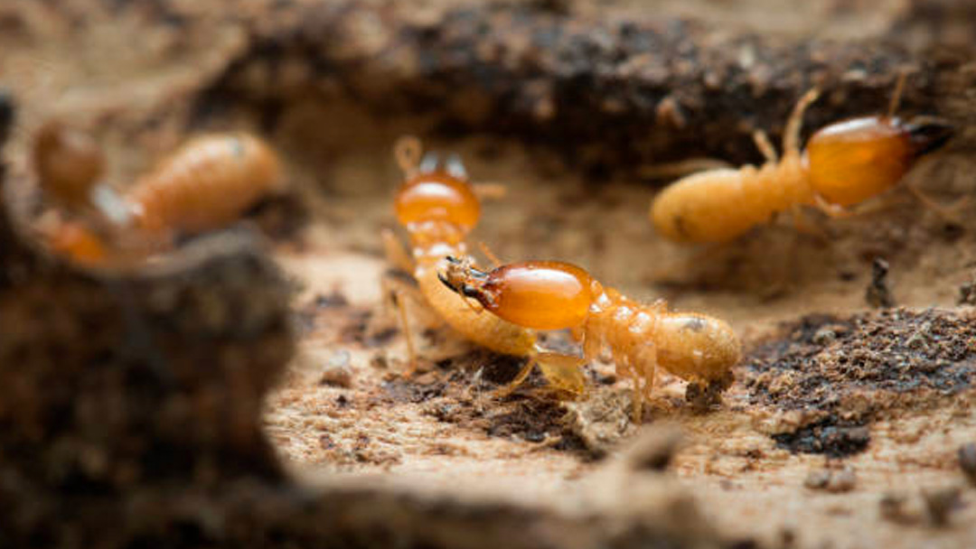 Diagnostic Termites